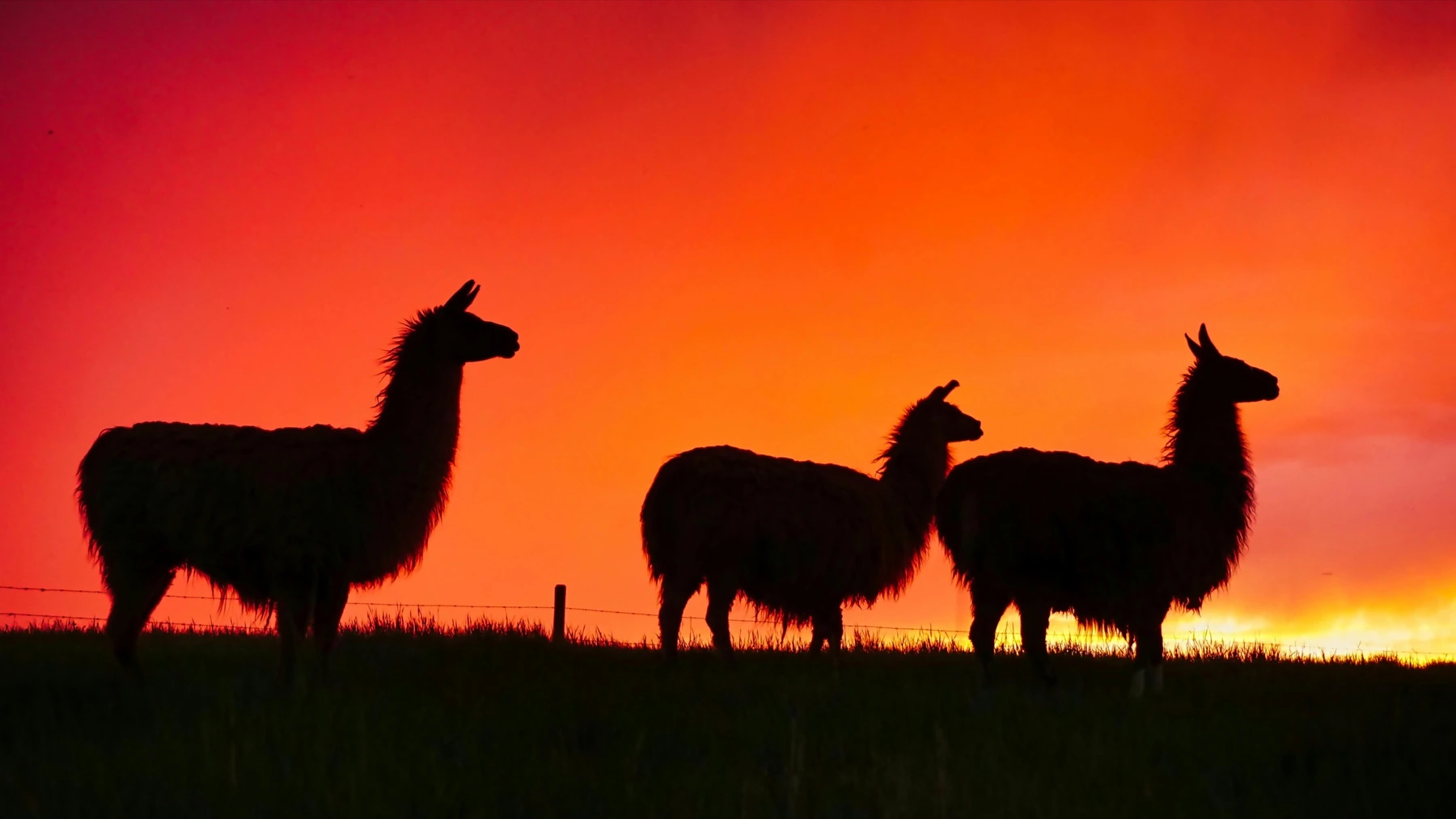 Can Llama learn to listen?
