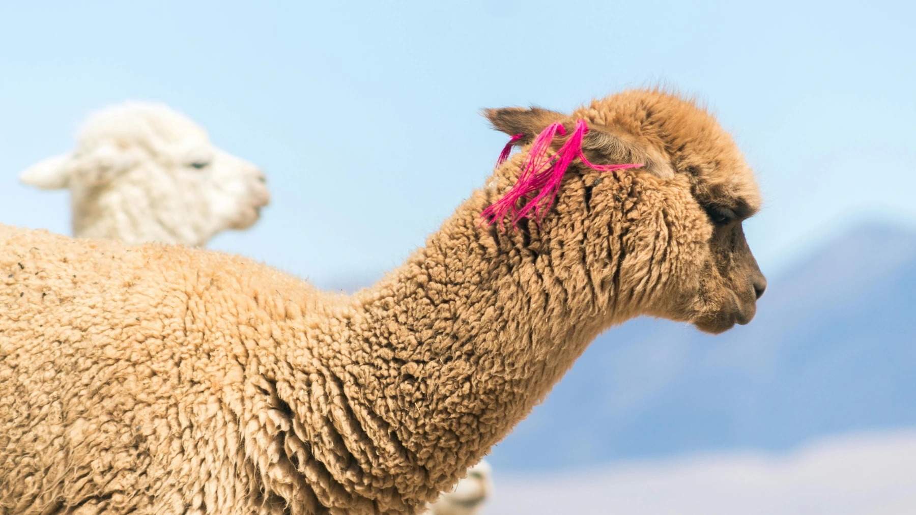 🍓 Ichigo: Llama learns to talk
