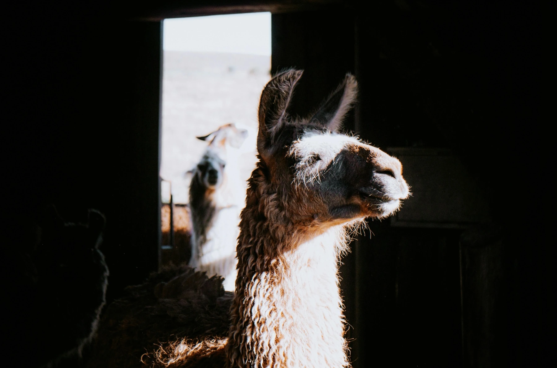 Llama3 just got ears